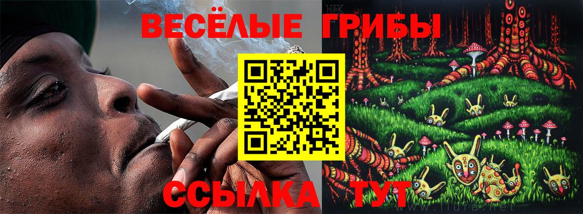 Александров  где купить наркотик  Вход с VPN  Галлюциногенные грибы Cubensis 
